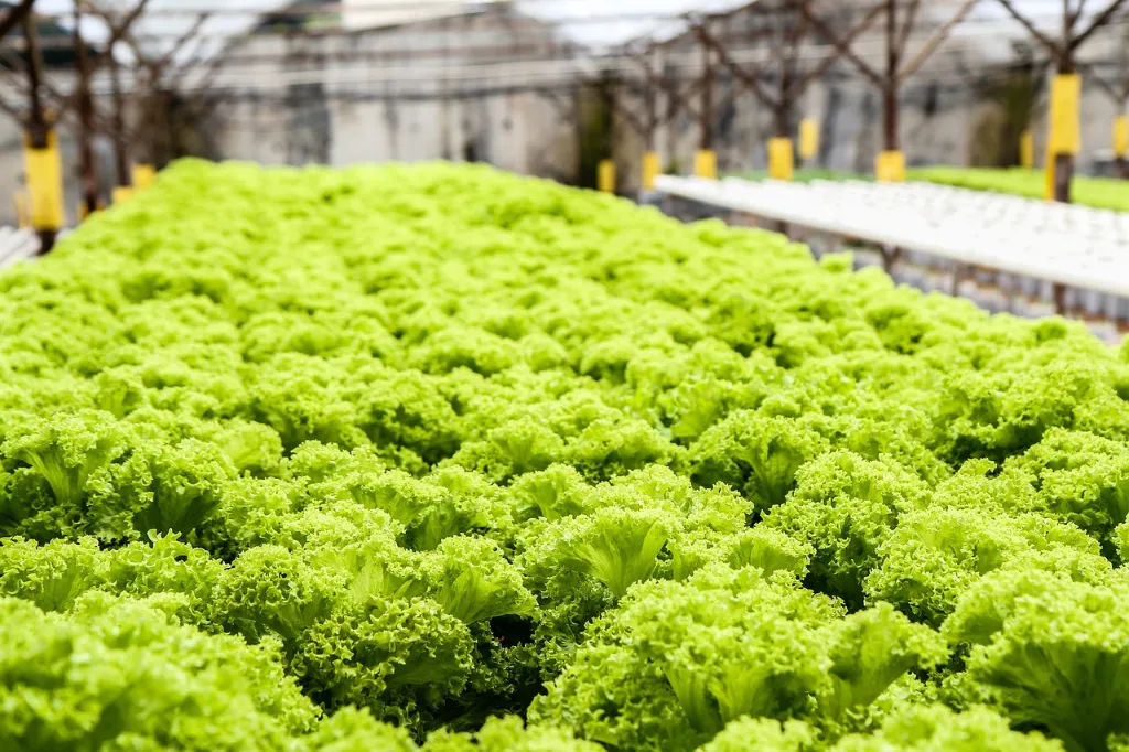 Lettuce g6acfecf63 1280