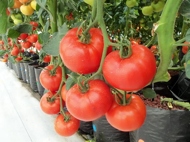Tomatoes